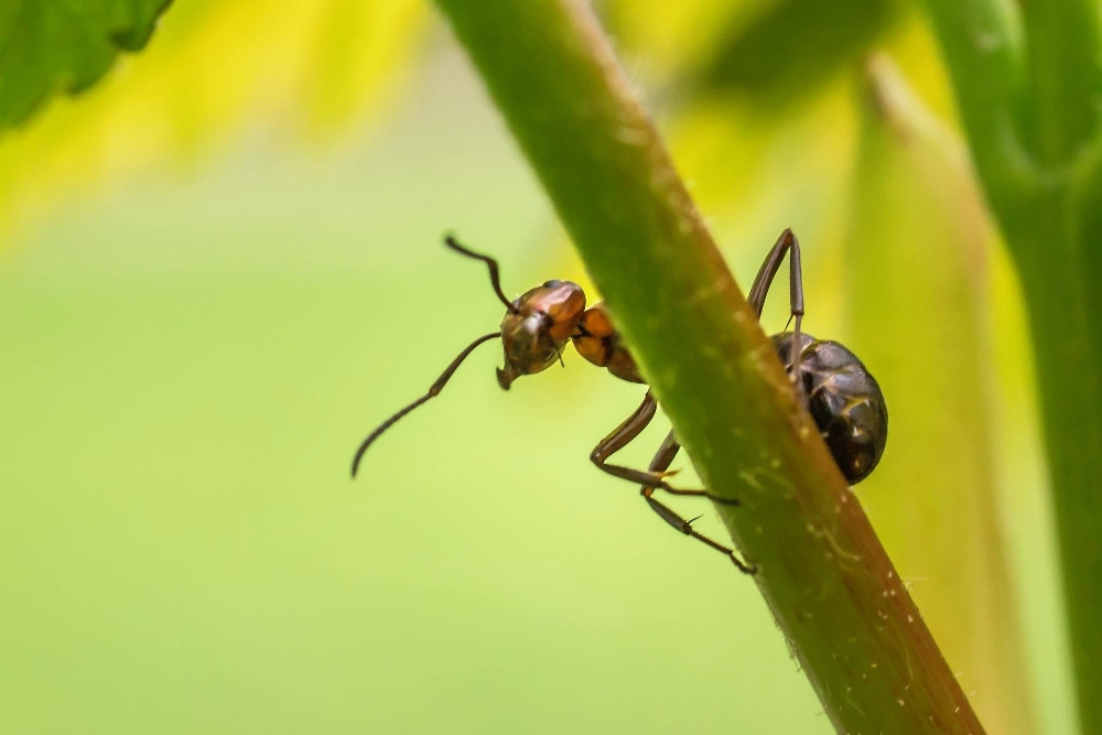 The hopes of the ant with the rubber tree plant Global Sisters Report